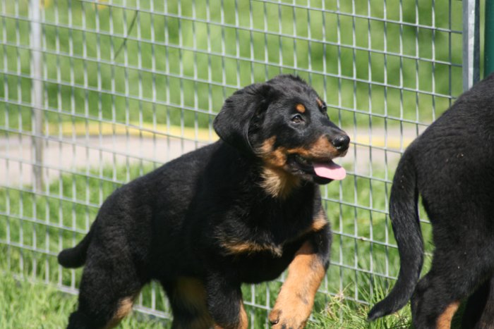 Quenza 09 04 2017 (26)